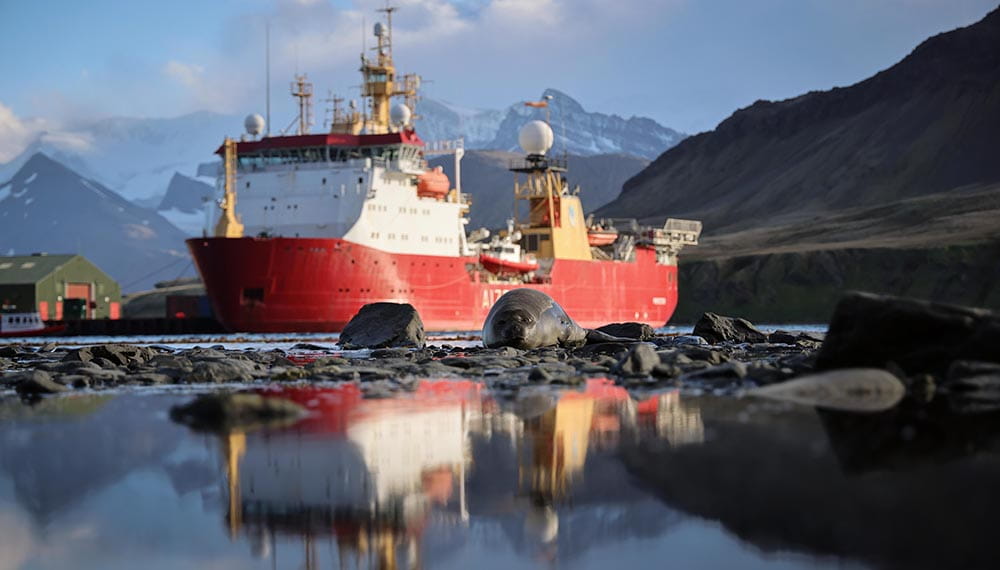 Royal-Navy-Global-Operations-04-South-Atlantic-and-Antarctic HMS Protector red and white ship in South Georgia with seal in foreground