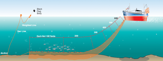 Diagram of netting arrangements
