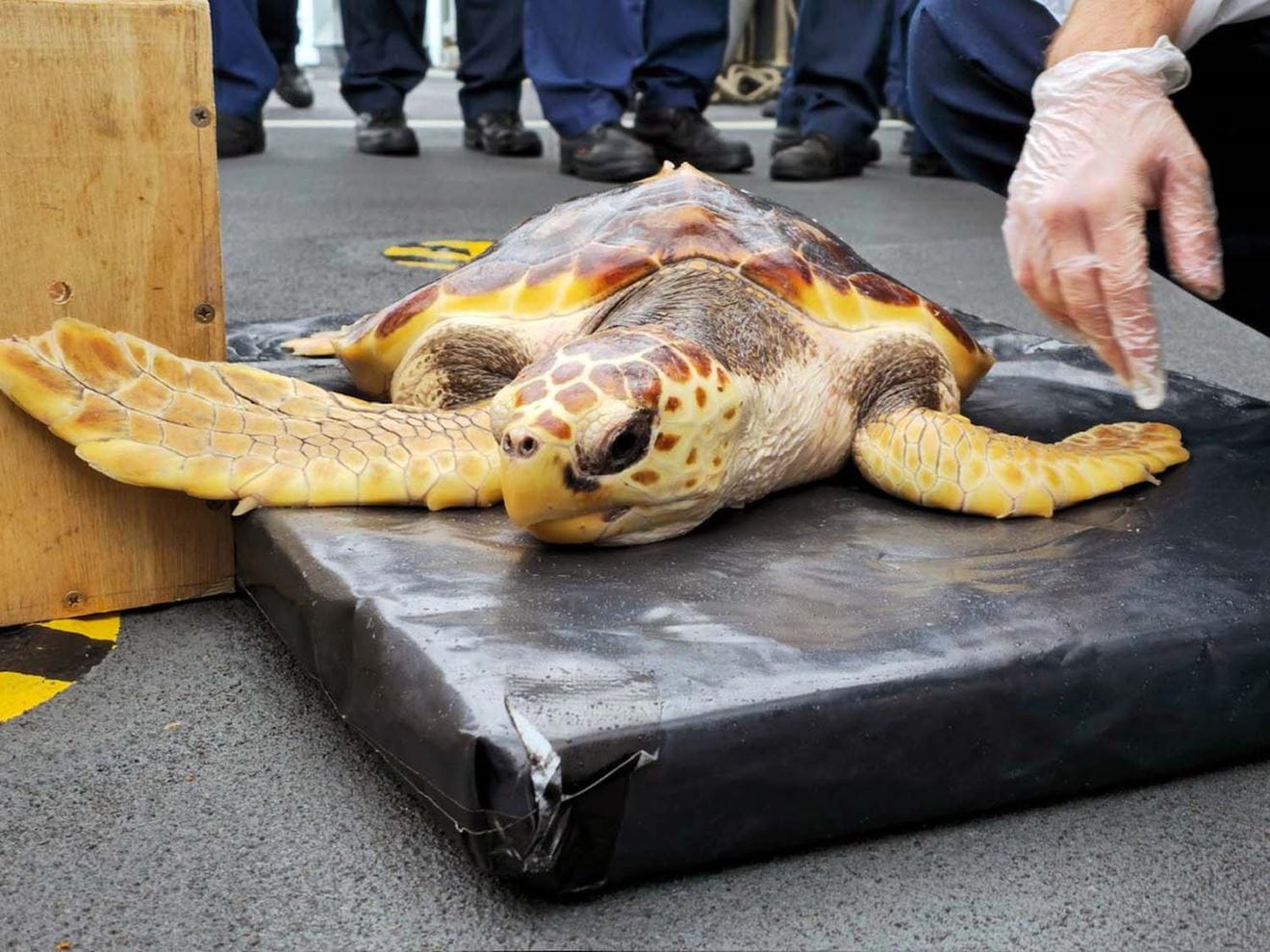 Royal Navy helps return rare turtles to their original habitat