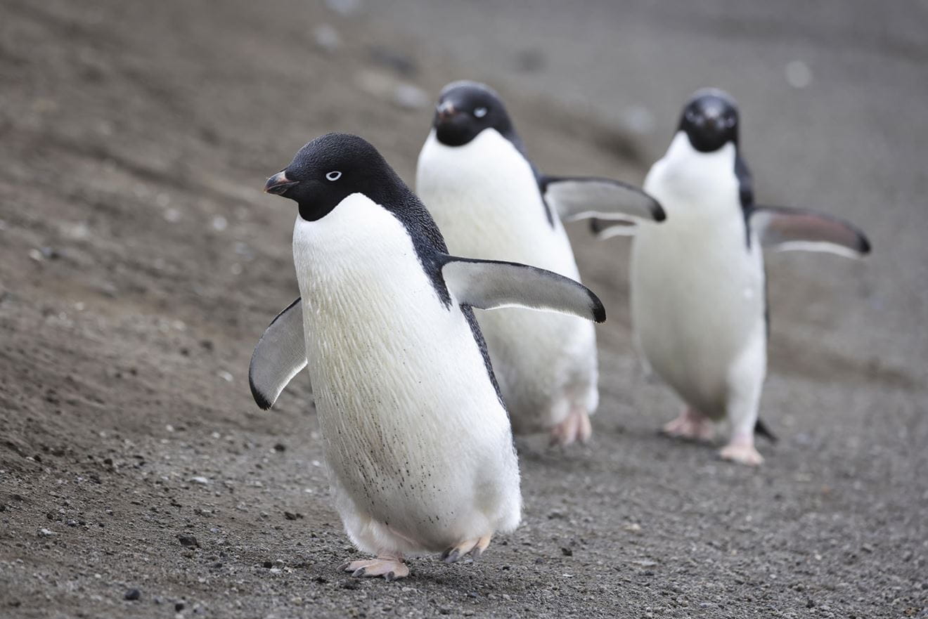 Happy Fleet - Adélie penguins on South Sandwich Island