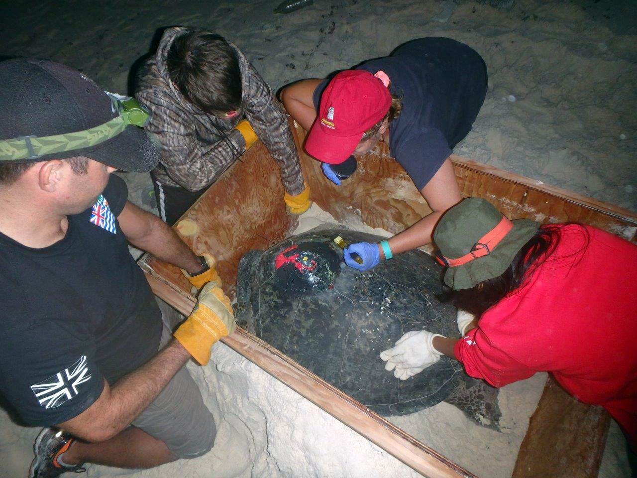 Turtle recall for sailors and Royal Marines on remote Indian Ocean base