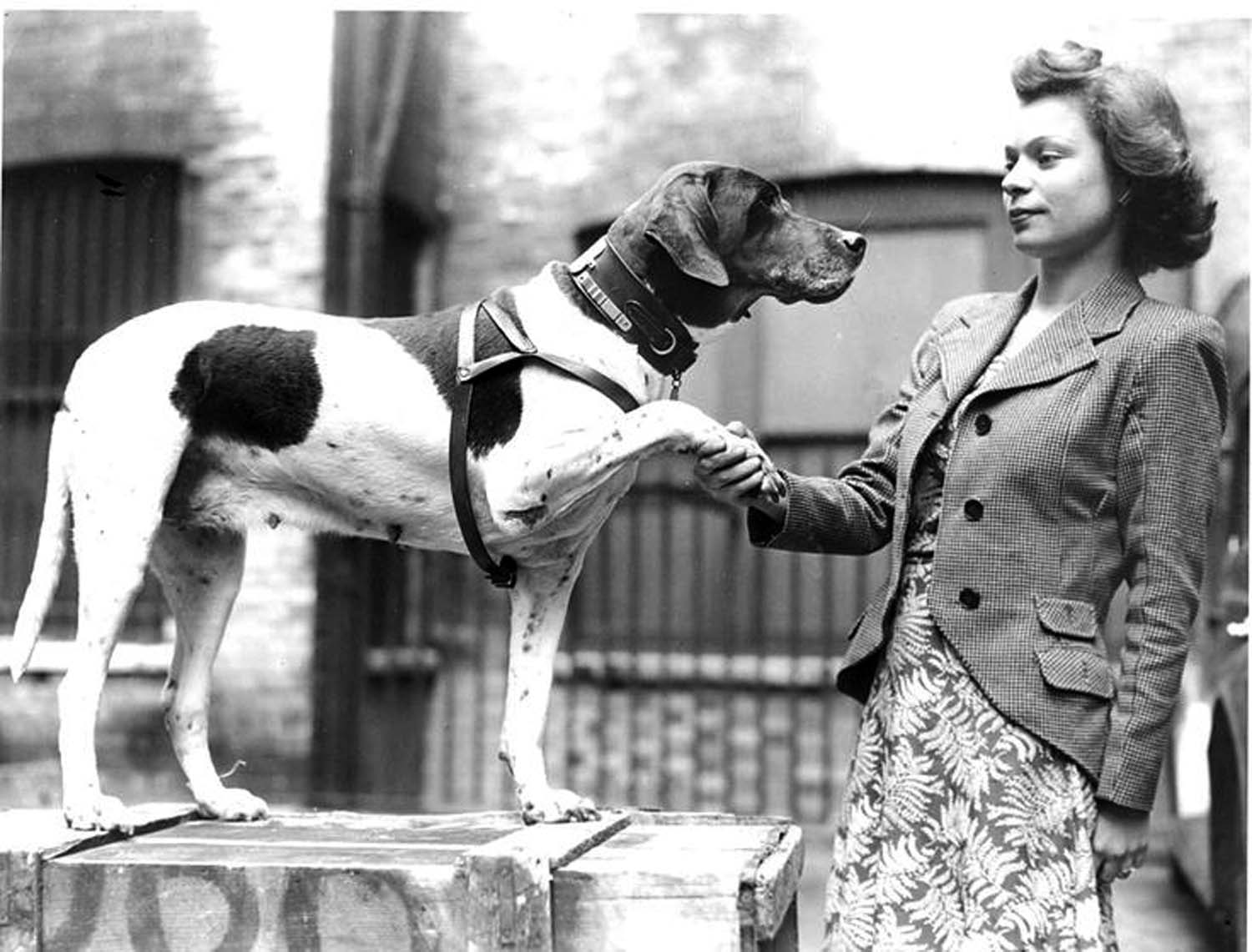 Lifesaving warship mascot Judy chosen for memorial to heroic dogs