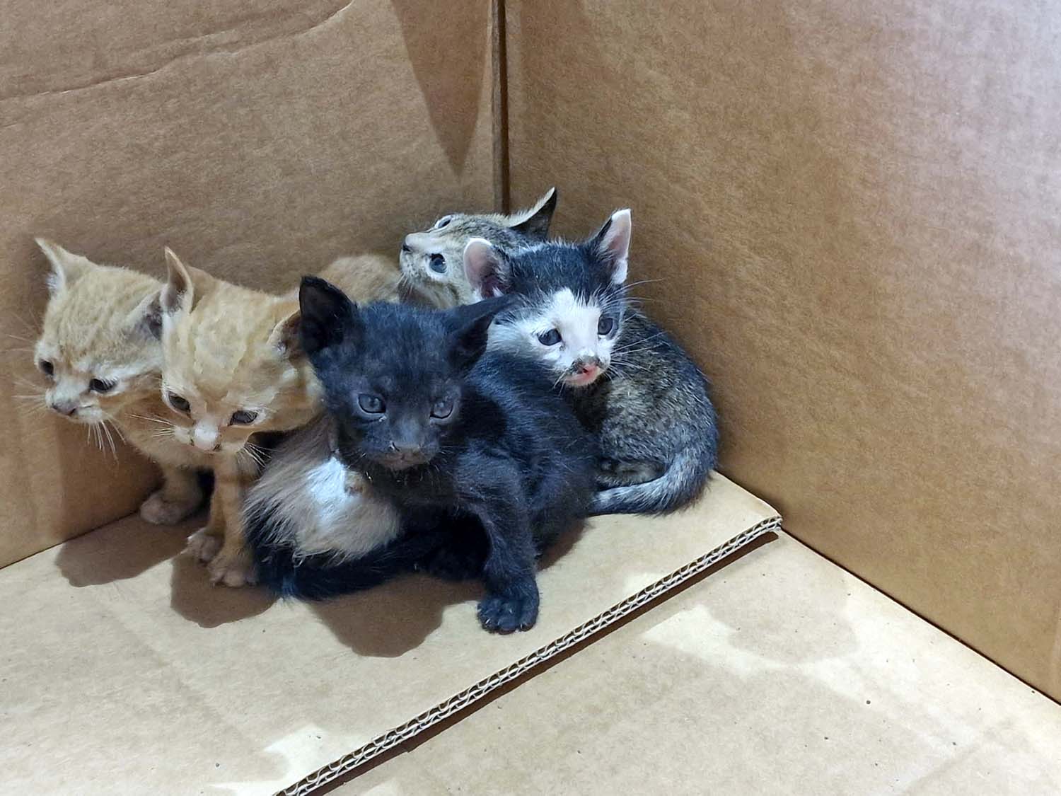 Kitten smitten – kind Royal Navy sailors save orphaned litter in Bahrain