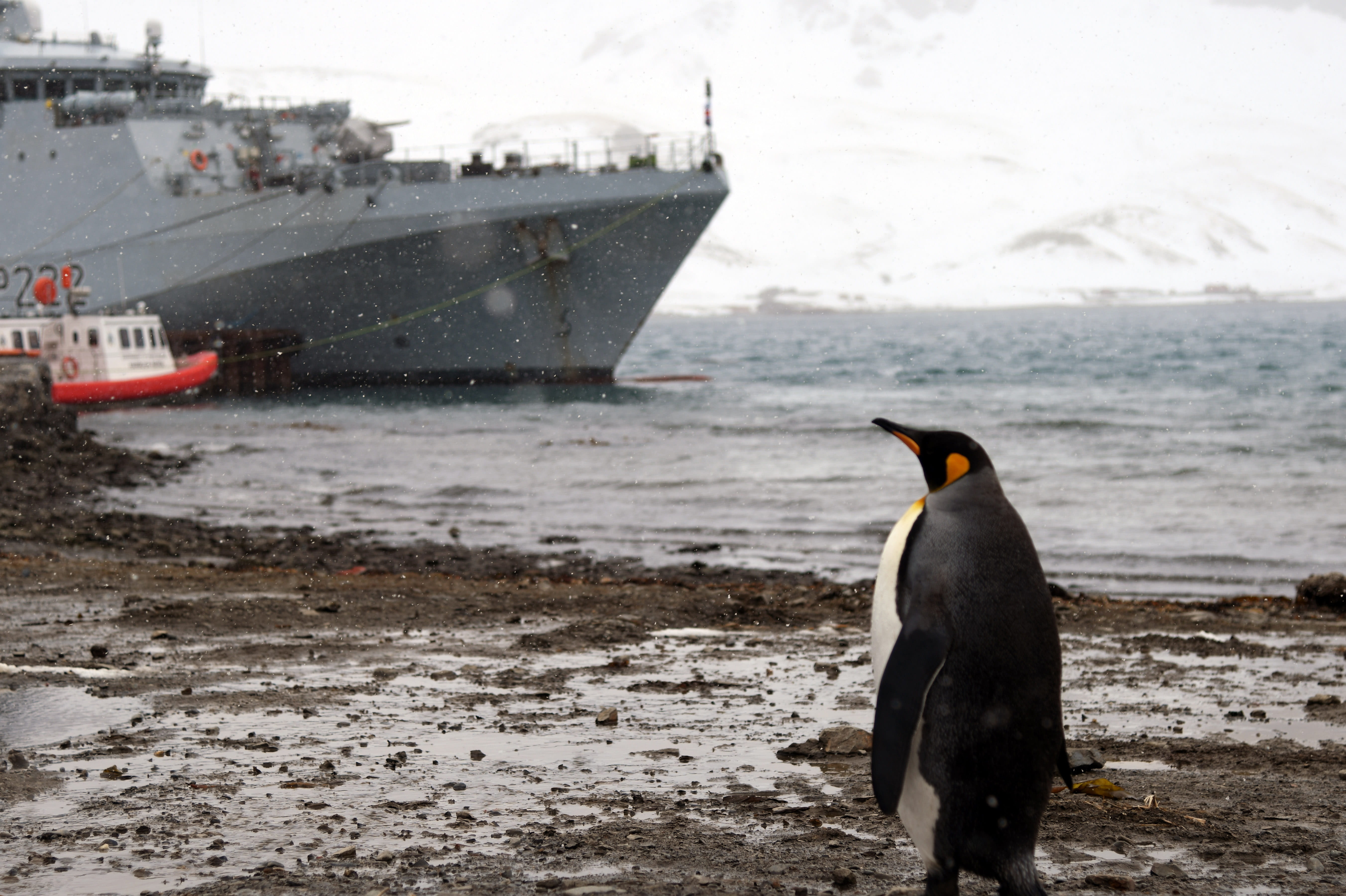 A penguin studies HMS Forth while berthed at King Edward Point